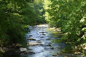 river in the forest