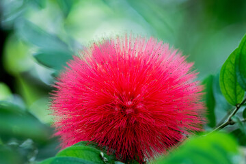 Boule de poil rouge