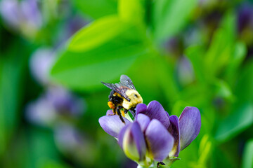 Bourdon dans les fleurs