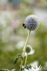 Blue Globe Thistle plant being pollinated by bees in a garden in summer against nature background. Spring wildflower flourishing and blooming on a field or meadow. Echinops in green park with insects