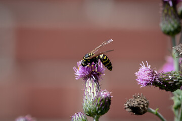 Les guêpes aussi savent butiner 