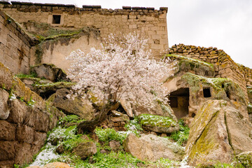 Cherry Blossom inTurkey