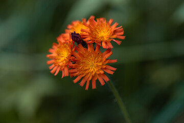 Fox-and-cubs
