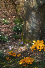 Yellow crocus flavus flowers growing around a tree trunk in a forest outside. Closeup of a beautiful bunch of flowering plants with vibrant petals blooming and blossoming in a natural environment