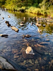 Mallard duck at Power's Pond, Mount Pearl