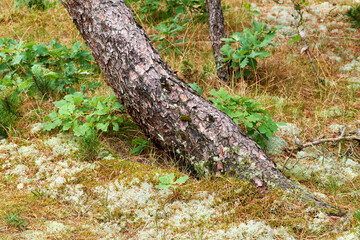 Scenic and lush natural landscape with wooden texture of old bark on a sunny day in a remote and calm meadow or forest. Moss and algae growing on a slim pine tree trunk in a park or garden outdoors
