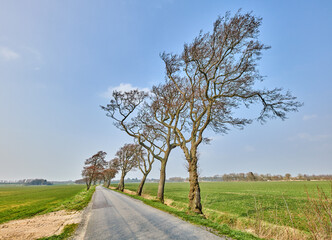 Landscape of open road near leaning trees due to strong winds. A beautiful windy summer day with roadway or route near land covered by grass, pasture, or meadow. Peaceful traveling path for vacation