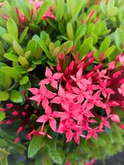 red and green,Ixora chinensis red among green leaves in the background.