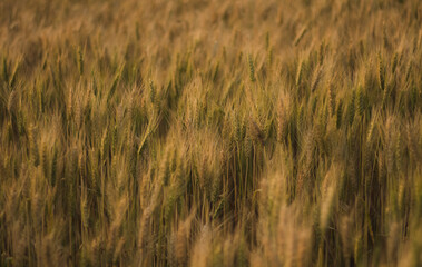golden wheat field