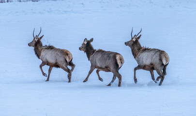 Elk on the run in snow