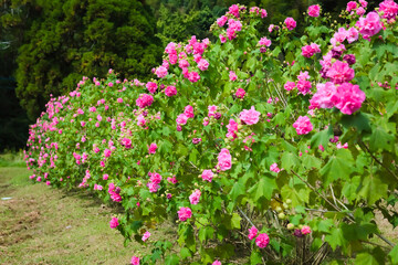 芙蓉の花の植え込み	