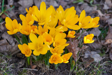 Closeup of yellow crocus flavus flowers growing in a garden from above. Beautiful bright bunch of...