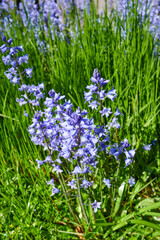 Fototapeta premium Bluebell flowers growing in a botanical garden in summer. Top view of beautiful Scilla siberica flowering plants blossoming on the countryside. Blue flora blooming in a lush grassy meadow from above