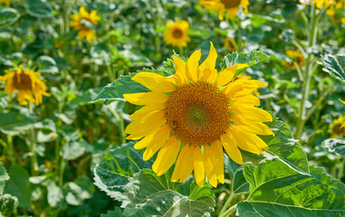 Common yellow sunflowers growing in a field or botanical garden on a summers day outdoors. Helianthus annuus with vibrant petals blooming in spring. Scenic landscape of plants blossoming in a meadow