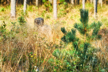 Closeup of small green pine tree growing in a fir and cedar forest with dry autumn grass in remote countryside woods. Environmental nature conservation and cultivation of coniferous trees for resin