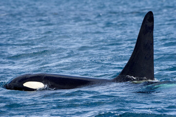 Naklejka premium Male Orca in blue wild sea, Shiretoko in Hokkaido, Japan 