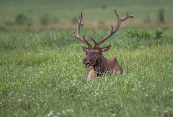 deer stag
