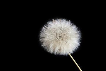 dandelion seeds in the shape of fluffy ball on black