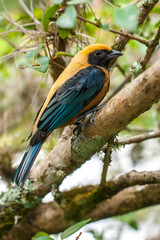 closeup of a yellow saira bird perched on a tree
