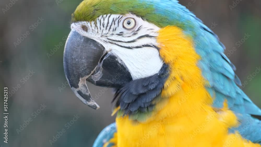 Poster blue and yellow macaw