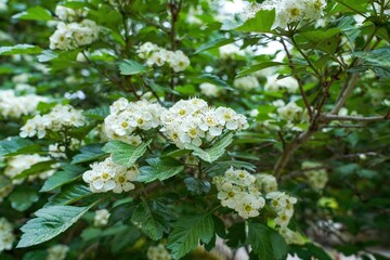 ひっそりと咲く満開のサンザシの花＠兼六園、石川