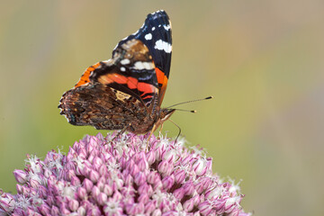 The Red Admiral or Vanessa Atalanta butterfly pollinating a flower. Closeup of a butterfly sitting on a plant outside in a garden. Beautiful and colourful insect during summer feeding on a flower.