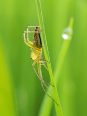 Striped lynx spider