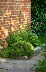 Green herbs growing near a red brick wall outside a house in a landscaped garden on a sunny summer afternoon. Lush plants in a small yard a home on a spring day. Green foliage thriving in a backyard