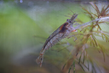 Freshwater shrimp in a bottle aquarium