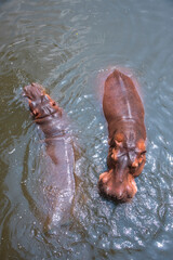 The hippopotamus is a ferocious animal