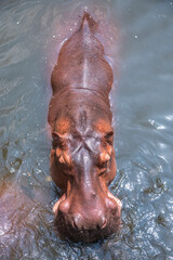 The hippopotamus is a ferocious animal