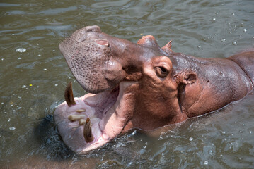 The hippopotamus is a ferocious animal - obrazy, fototapety, plakaty