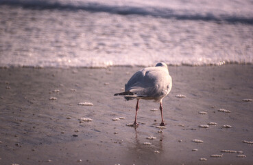 gaviotas buscando y comiendo moluscos en la orilla de la playa