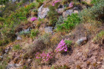 Colorful bushes of Fynbos growing on Table mountain in Cape town, South Africa. Trees and lush green sprouts growing in peaceful harmony. Calm, fresh, and soothing nature outdoors