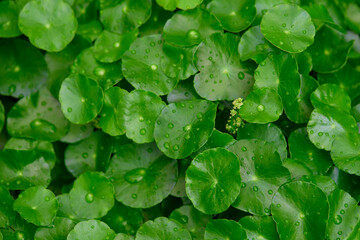 Close-up view of water drops on water pennywort leaf