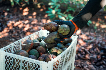 hand view of person with gloves placing hass avocado in plastic box during harvest