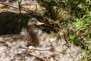 Close-up of a pretty young light brown cane hatching her eggs in a nest strewn with white feathers...