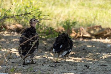 Portrait of two adorable baby turkeys or poults outdoors on a hot summer day
