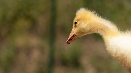 Adorable portrait of a baby goose with soft yellow plumage