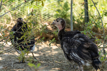 Adorable baby turkey or poults, outdoors on a hot summer day, close up