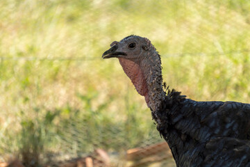 Adorable baby turkey or poults, outdoors on a hot summer day, close up
