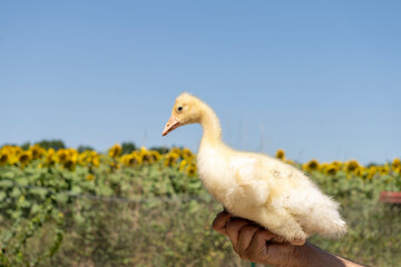 Adorable portrait of a baby goose with soft yellow plumage