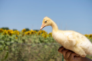 Adorable portrait of a baby goose with soft yellow plumage