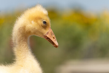 Fototapeta premium Adorable portrait of a baby goose with soft yellow plumage