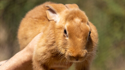 Adorable close up of a ginger rabbit being carried by a man, outdoors on a warm sunny day