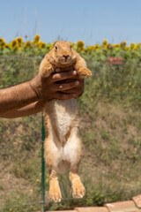Adorable close up of a ginger rabbit being carried by a man, outdoors on a warm sunny day