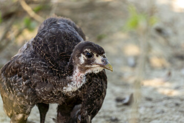 Adorable baby turkey or poults, outdoors on a hot summer day, close up