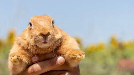 Adorable close up of a ginger rabbit being carried by a man, outdoors on a warm sunny day © GlobalMedia