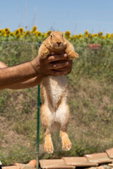 Adorable close up of a ginger rabbit being carried by a man, outdoors on a warm sunny day