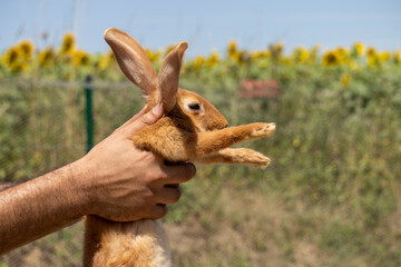 Adorable close up of a ginger rabbit being carried by a man, outdoors on a warm sunny day